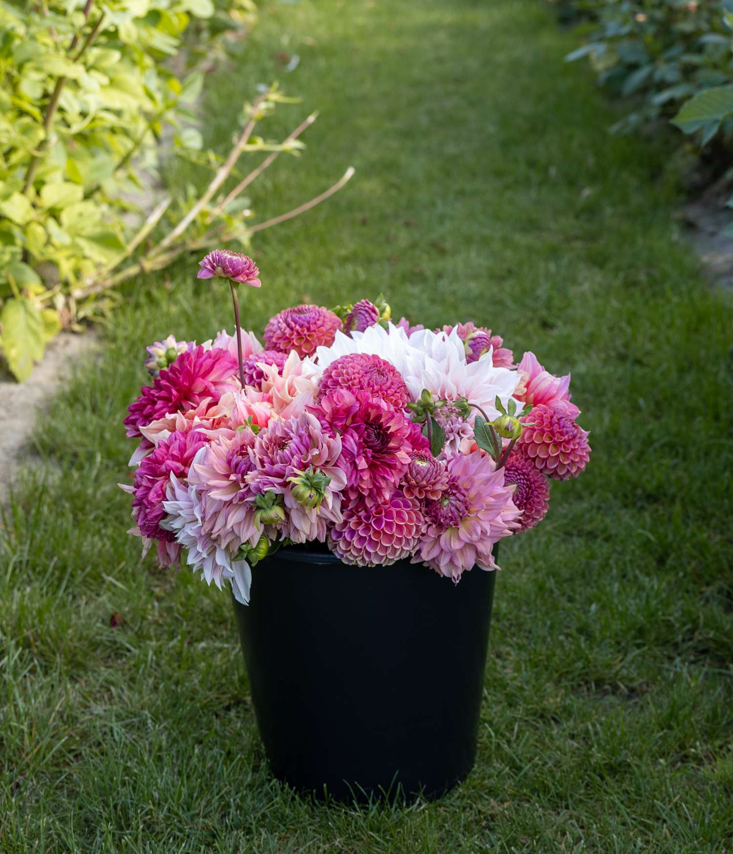 Dahlia Mix 'Dusty Rose'